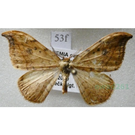 Drepana falcataria (Linnaeus, 1758) male Wycinka sierpianka Czech53f